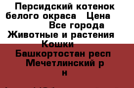 Персидский котенок белого окраса › Цена ­ 35 000 - Все города Животные и растения » Кошки   . Башкортостан респ.,Мечетлинский р-н